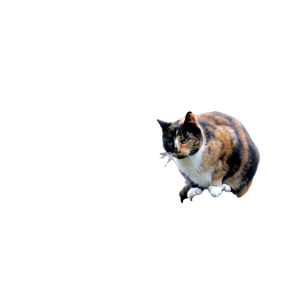 A Calico Cat Sits On A Fence Post With Autumn Foliage In The Background. 12549 - Cat PNG image with transparent background